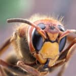 wasp-pest-control